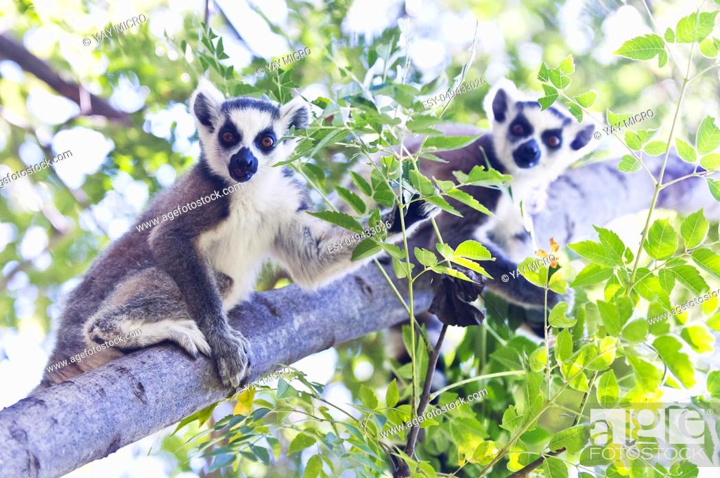Stock Photo: Two young ring-tailed lemurs sitting in a tree. Madagascar.