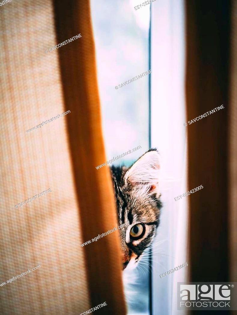 Stock Photo: Cat sitting in the balcony, cat in blurry background. Valletta, Malta. Cat looking througth the window. KItten in romantic mood. Romantic cat.