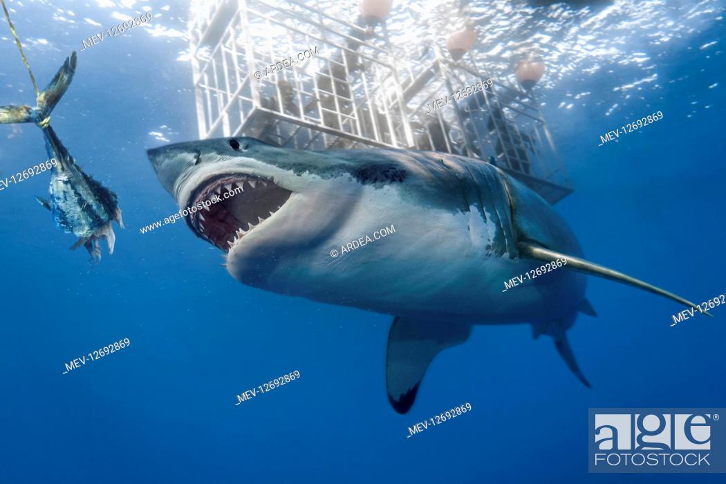 Stock Photo: Great white shark; Carcharodon carcharias. Eating bait close to divers cage. Composite image. South Africa.
