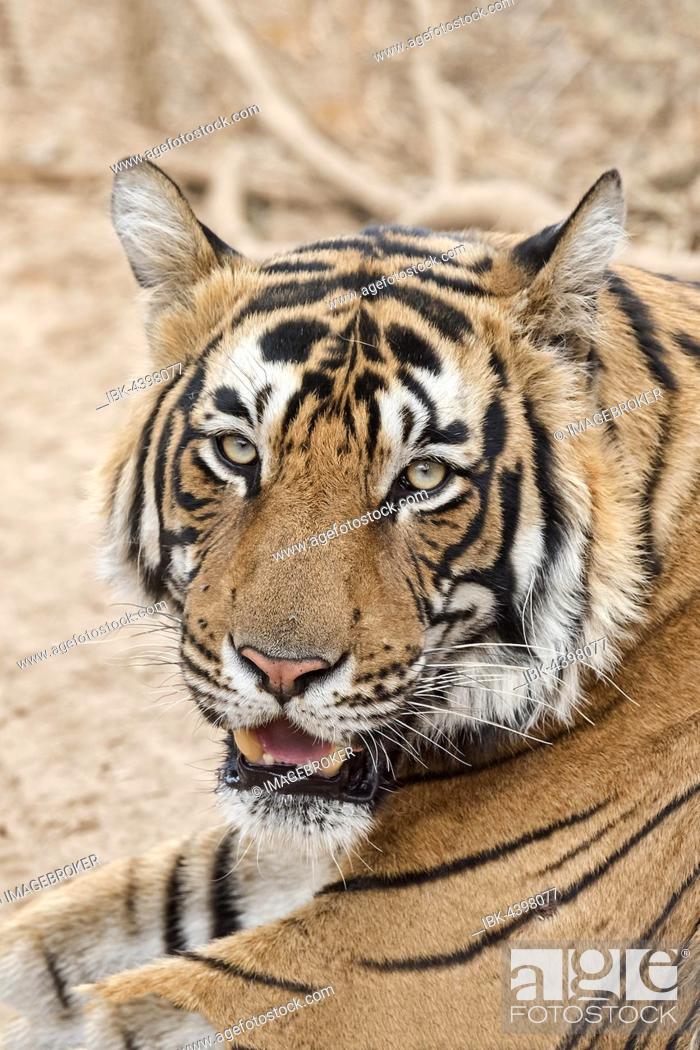 Royal Bengal tiger (Panthera tigris tigris), animal portrait, Ranthambore  National Park, Rajasthan, Stock Photo, Picture And Royalty Free Image. Pic.  IBK-4398077 | agefotostock