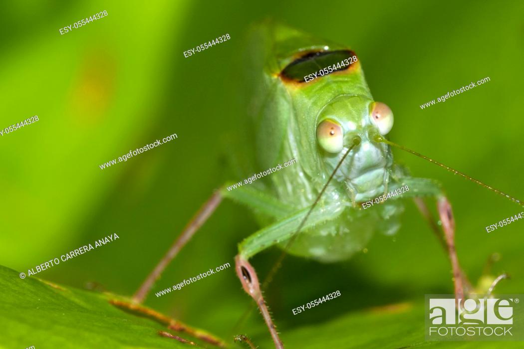 Imagen: Mimetic Grasshopper, Tropical Rainforest, Costa Rica, Central America, America.