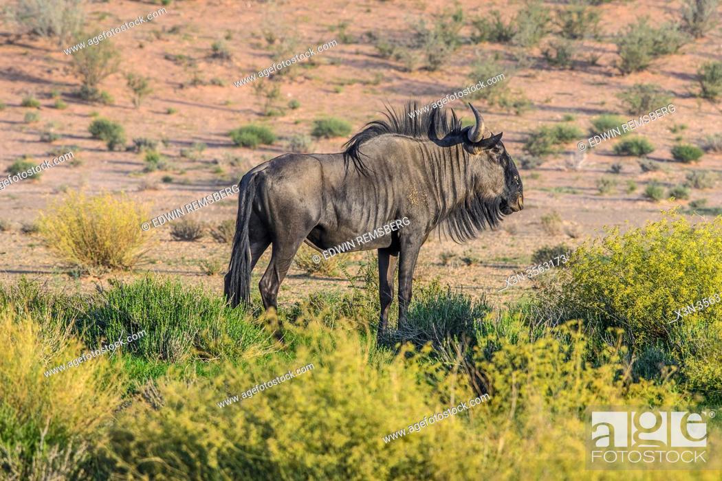 Stock Photo: Blue Wildebeest (Connochaetes taurinus) in Kgalagadi , South Africa.