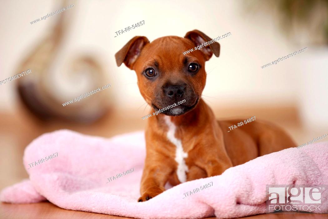 Stock Photo: lying Staffordshire Bullterrier Puppy.