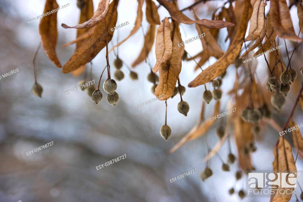 Stock Photo: linden seeds on a cold winter day.