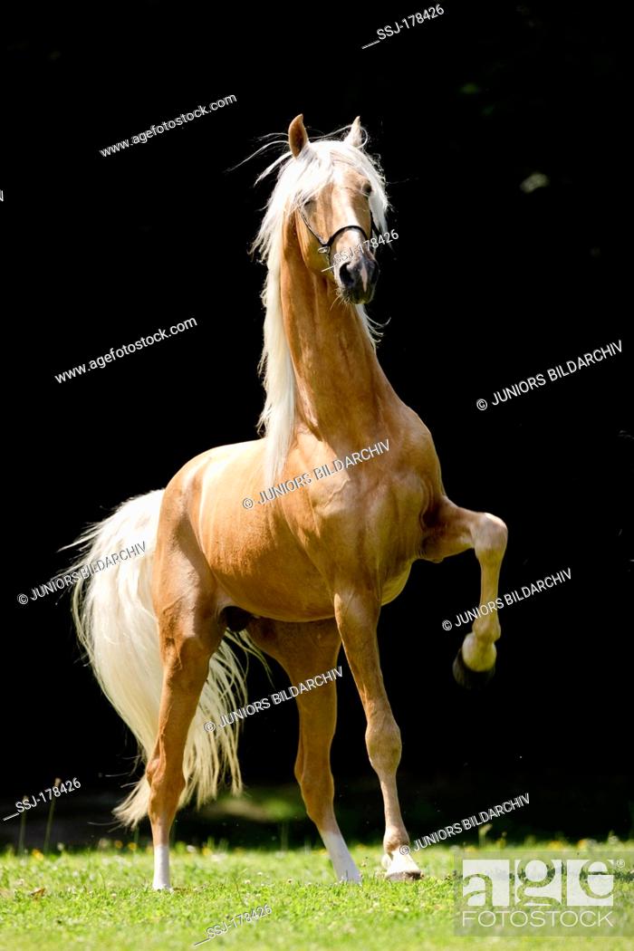 sound & motion NEW Details about   2 Royal Breed Prancing Stallion American Paint & Palomino 