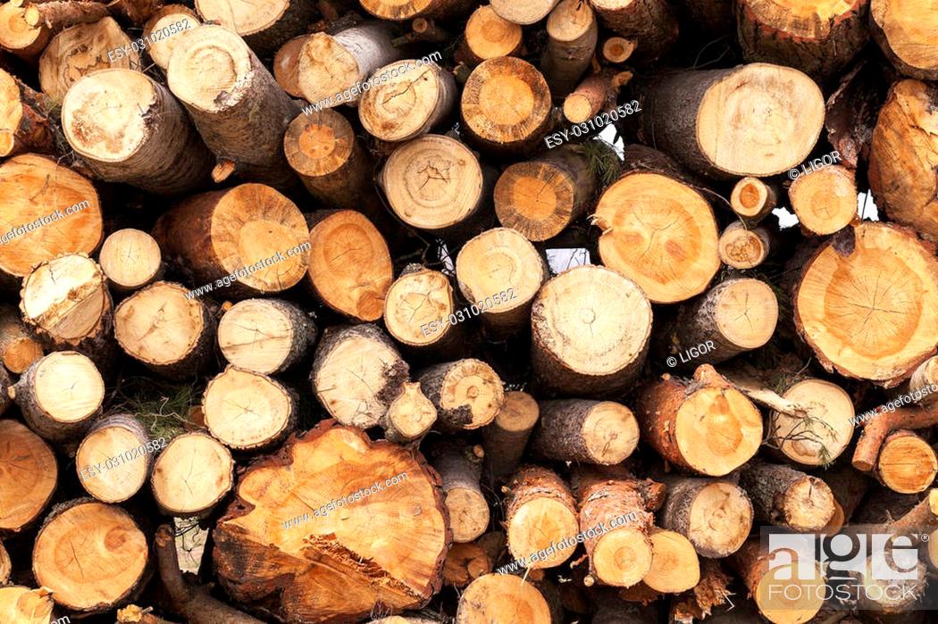 Stock Photo: photographed close-up of the trunks of trees felled during harvesting of timber.