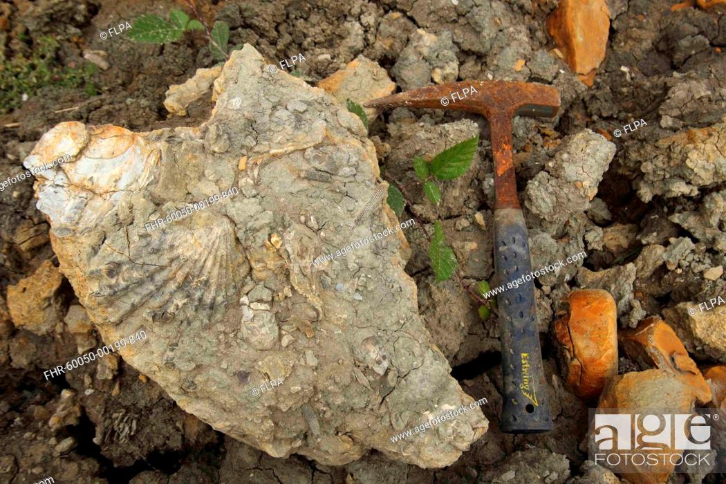 Stock Photo: Fossils with fossil hammer, Osmington Mills, Dorset, England, August.