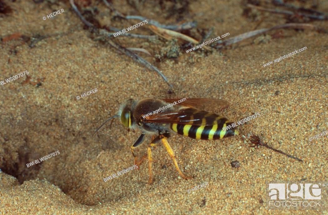 Stock Photo: rostrate bembix wasp Bembix rostrata, Epibembix rostrata, in front of the entry of the nest.
