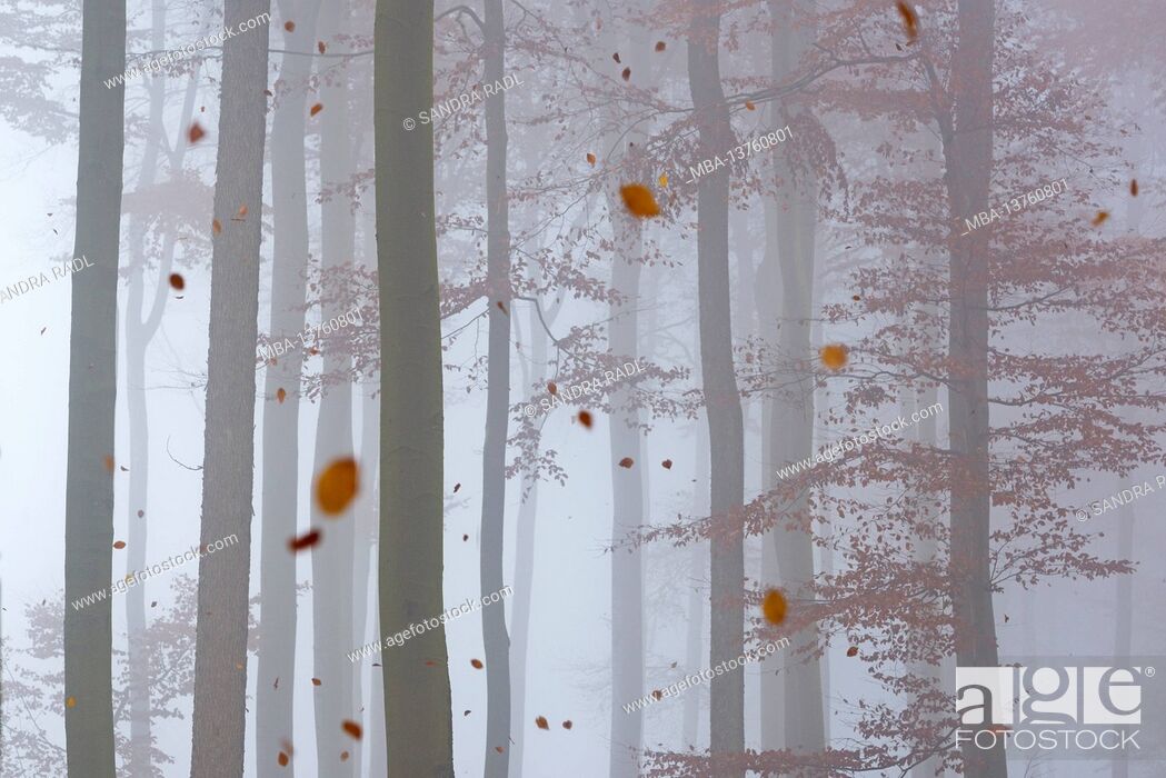 Stock Photo: autumn beech forest, falling leaves, foggy mood, Germany, Hesse, Lahn-Dill-Bergland Nature Park, near Siegbach.