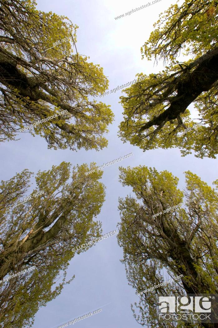 Stock Photo: Four Poplar trees.