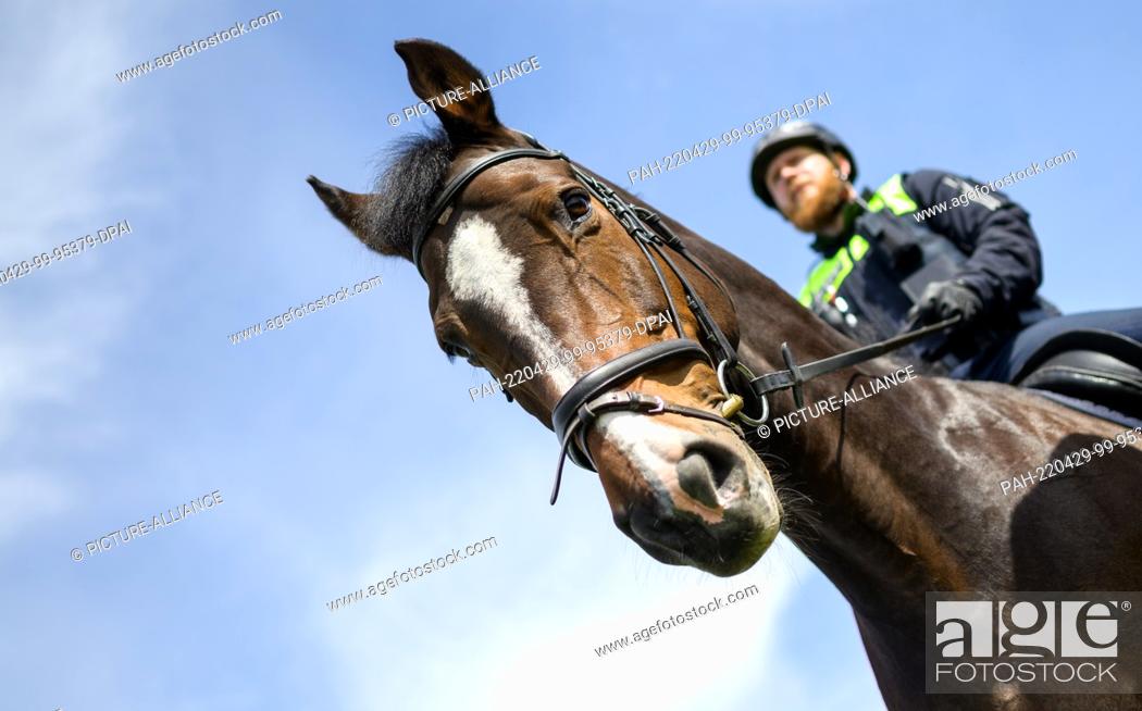 Stock Photo: 29 April 2022, Lower Saxony, Herrenhof: The policeman, Tjaard Kirschtowski on Hercules stands on the banks of the Elbe during a press event.
