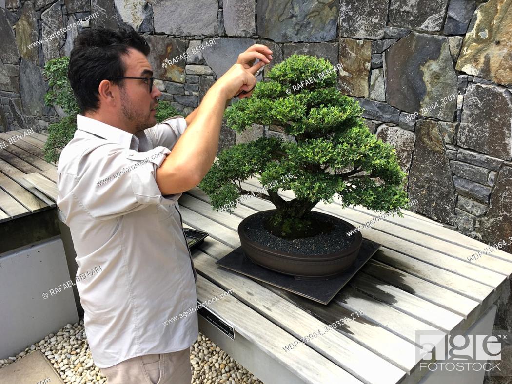 Canberra Mar 01 2019 Male Gardener Trimming Bonsai Tree At National Arboretum Canberra Australia Stock Photo Picture And Rights Managed Image Pic Wdp Zb964 330331 216 Agefotostock