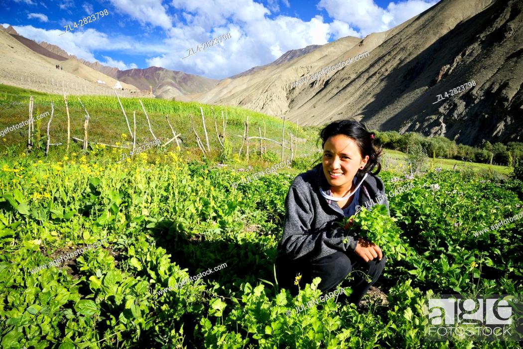 Stock Photo: India, Jammu and Kashmir State, Himalaya, Ladakh, Hemis National Park, Rumbak village, young woman working in the fields, Model Released.
