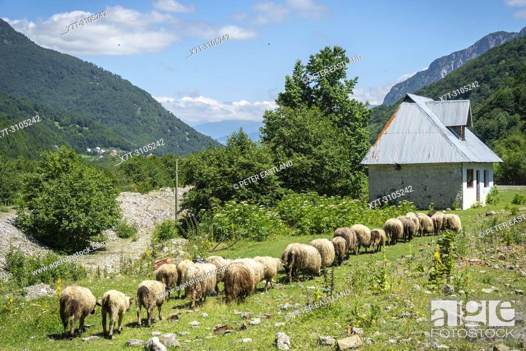 Stock Photo: Sheep grazing in Vermosh, the most northerly village in Albania, just below the border with Montinegro. Albania.