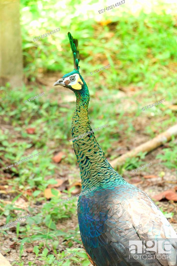 Stock Photo: Green peafowl are large birds, amongst the largest living galliforms in terms of overall size.