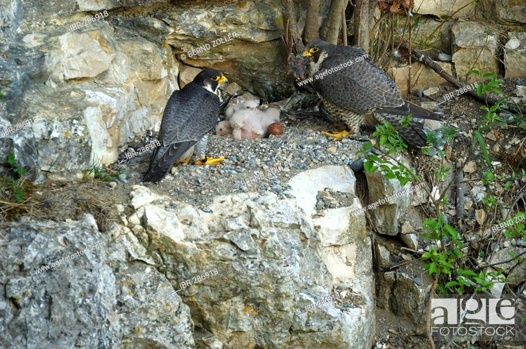 Peregrine Falcon (Falco peregrinus), male and female at the eyrie with  fledglings, Stock Photo, Picture And Rights Managed Image. Pic. IBR-286918  | agefotostock