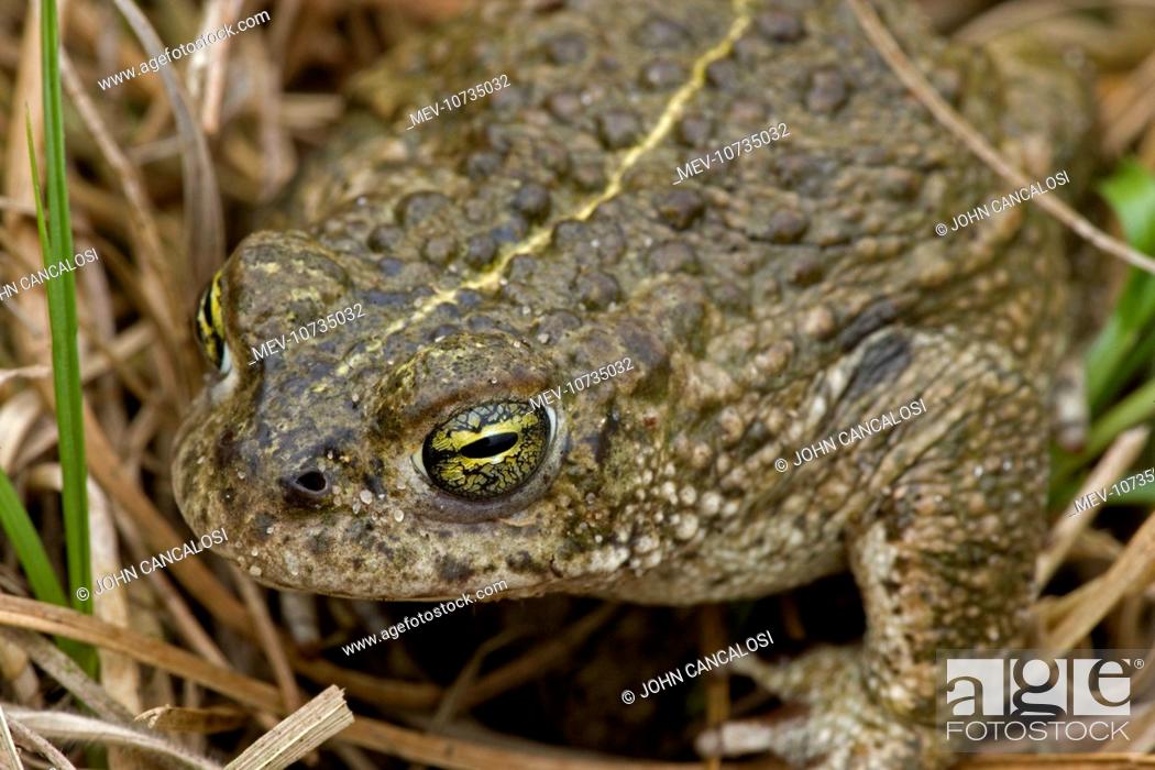 Stock Photo: Natterjack Toad (Bufo calamita).