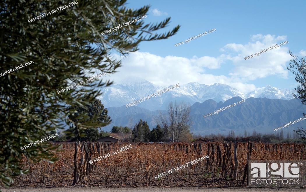 Imagen: 02 July 2022, Argentina, Mendoza: The vine rests in winter at the foot of the Andes. Photo: Florencia Martin/dpa. - Mendoza/Argentina.