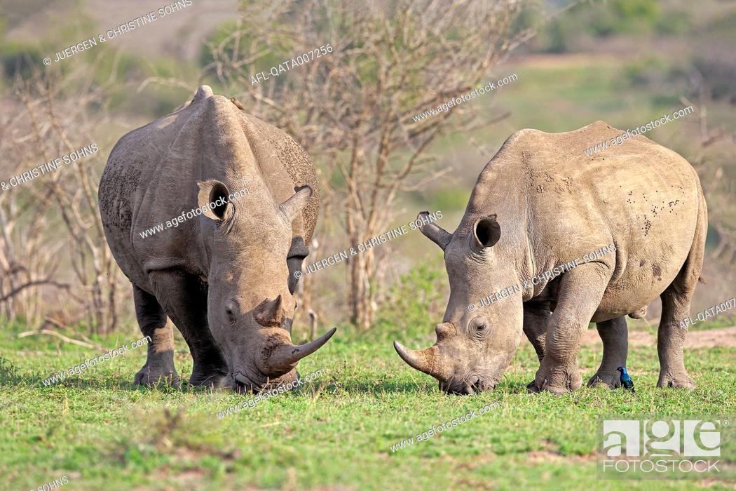 Imagen: White Rhinoceros, Square-Lipped Rhinoceros, (Ceratotherium simum), adults female with young feeding, searching for food, Hluhluwe Umfolozi Nationalpark.