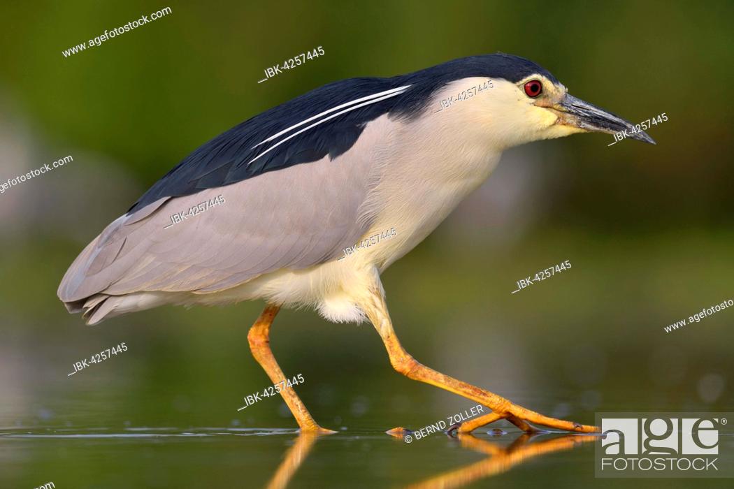 Stock Photo: Black-crowned night heron (Nycticorax nycticorax), adult walking in shallow fishpond water, Kiskunság National Park, Hungary.