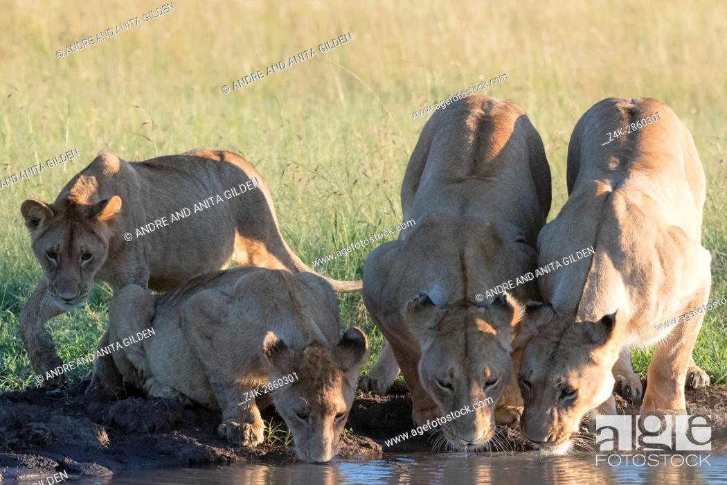 Stock Photo: Lionnes (Panthera leo) with cubs drinking at a waterhole in the Masai Mara National Reserve, Kenya.