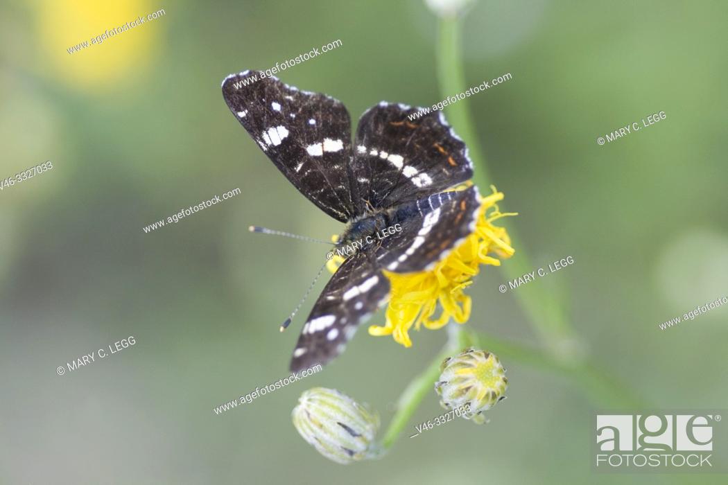 Stock Photo: Map Butterfly, Araschnia levana. Butterfly has two broods per season. First brood has orange upper wings with dark markings and the second brood is dark and.