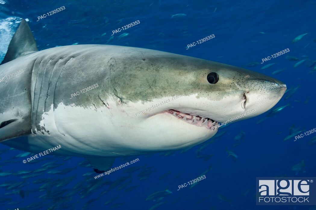Stock Photo: Great white shark (Carcharodon carcharias); Guadalupe Island, Mexico.