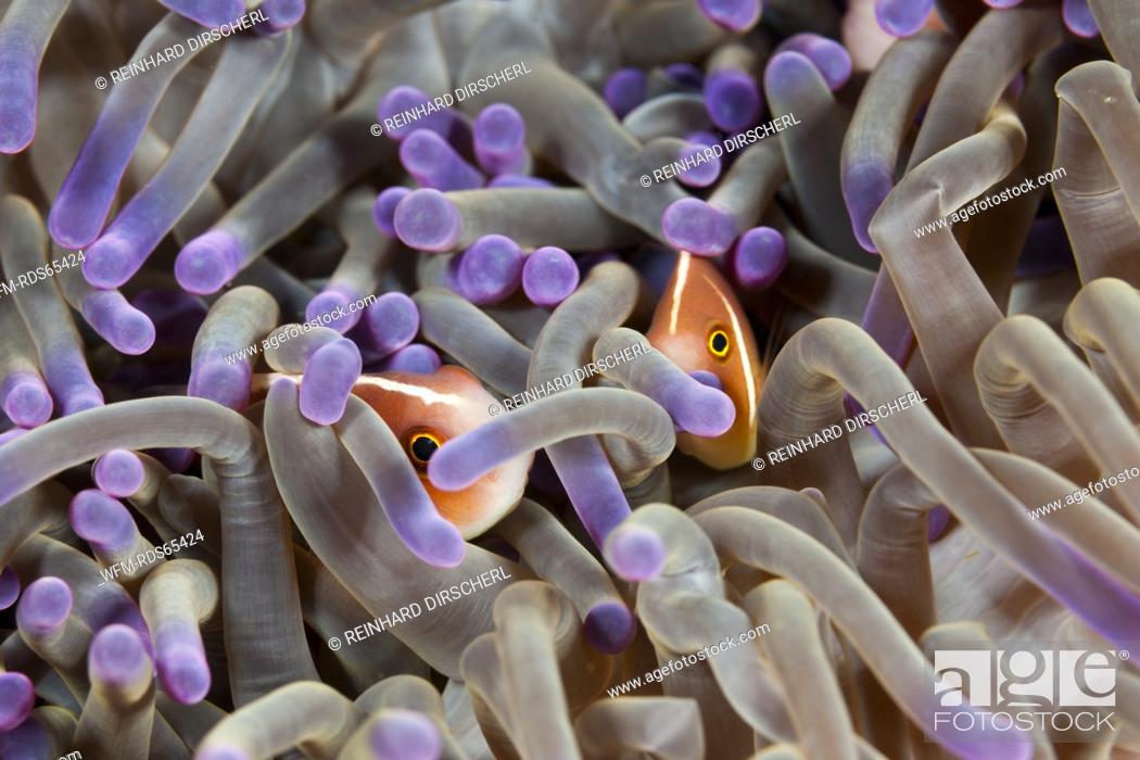 Stock Photo: Pink Anemonefish hiding Sea anemone, Amphiprion perideraion, Komodo National Park, Indonesia.