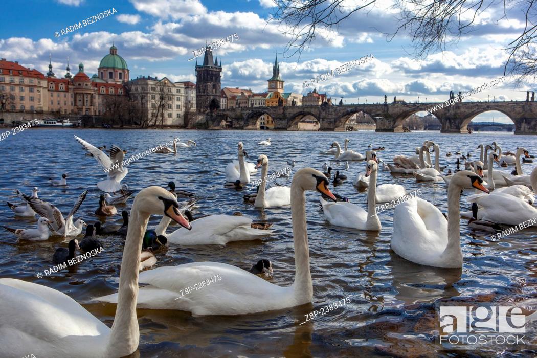 Stock Photo: Swans and gulls on the Vltava River with Charles Bridge beyond, Prague, Czech Republic.