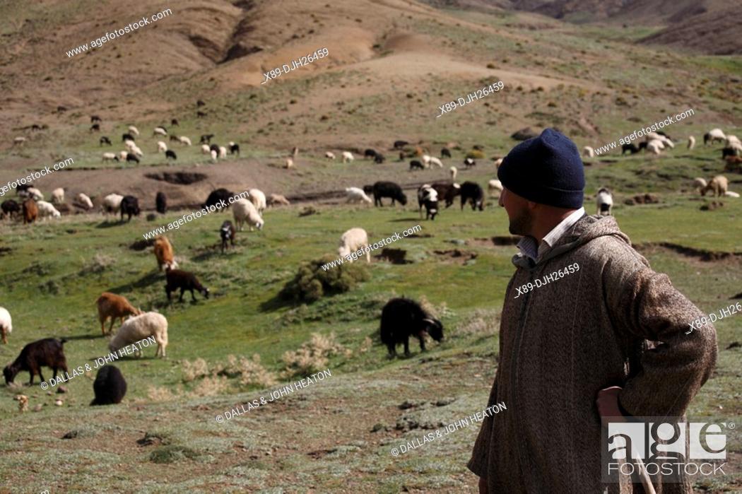 Stock Photo: Africa, North Africa, Morocco, High Atlas Mountains, Terraced Fields, Tizi n Tichka, Shepherd Tending Sheep and Goats.