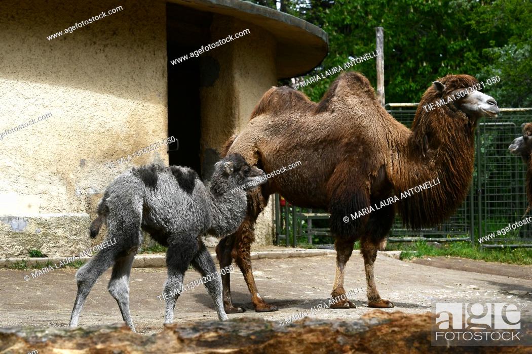Stock Photo: Spring in the name of births at the Zoological Garden 'Bioparco' of Rome. Bactrian camel puppy is called Priscilla and is in excellent health and her mother.