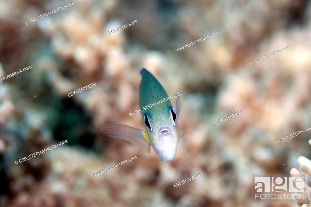 Photo de stock: Arabian chromis (chromis flavaxilla) in the Red Sea.