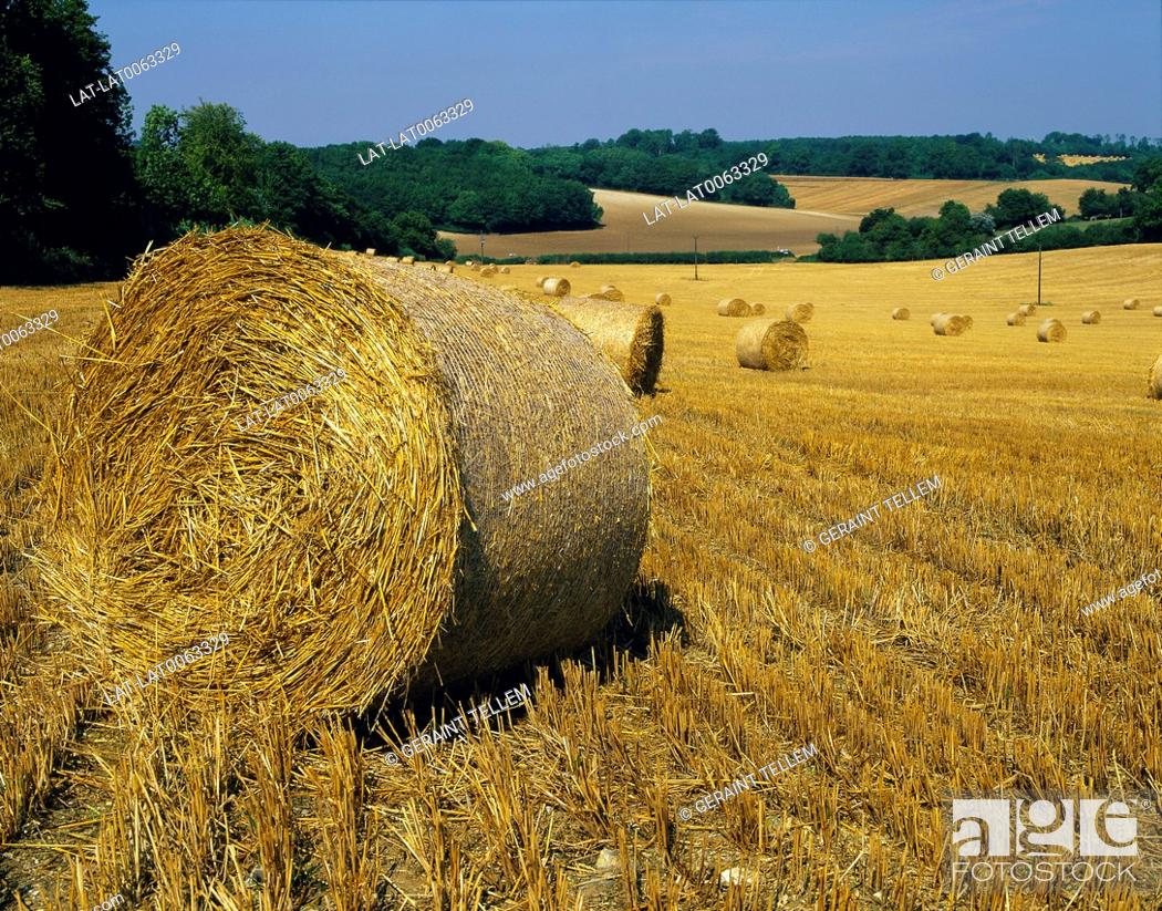 Stock Photo: Harvesting is the process of gathering mature crops from the fields, marking the end of the growing season. Round bales of straw are produced by the use of a.