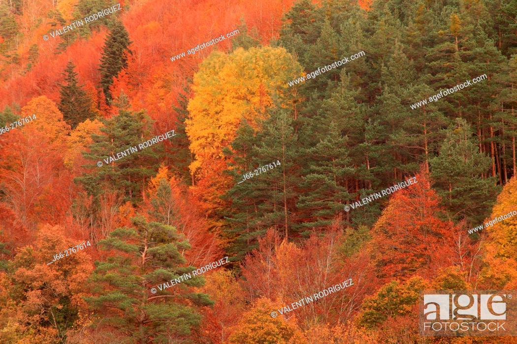 Stock Photo: Forest in autumn in the Roncal valley, near of Isaba. Navarra.