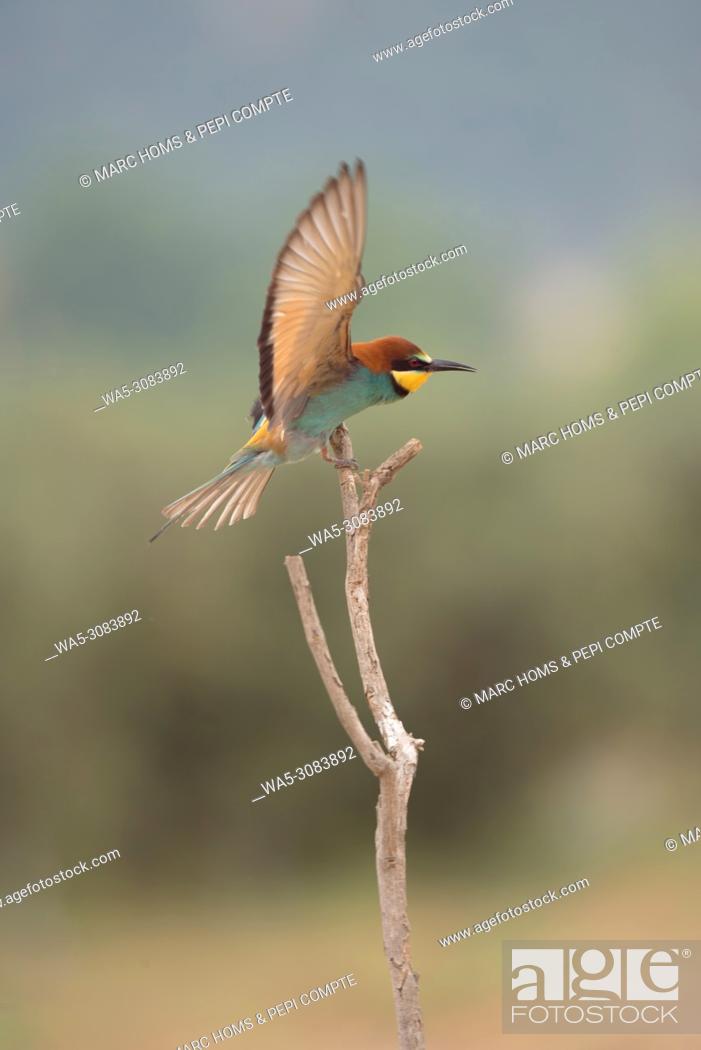Stock Photo: European bee-eater landing on a branch in the Garrotxa, Catalonia, Spain.