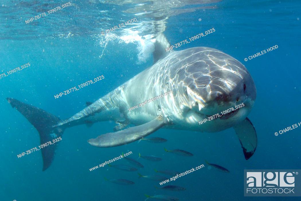 Stock Photo: Great white shark     Date: 07/11/2003  Ref: ZB775-109078-0325  COMPULSORY CREDIT: Oceans Image/Photoshot.