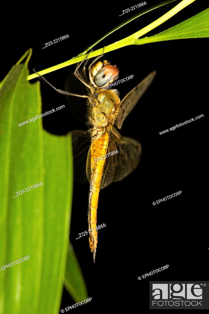 Dragonfly resting at night on twig, Neyyar Wildlife Sanctuary, Kerala,  Stock Photo, Picture And Rights Managed Image. Pic. ZQ5-2215866 |  agefotostock