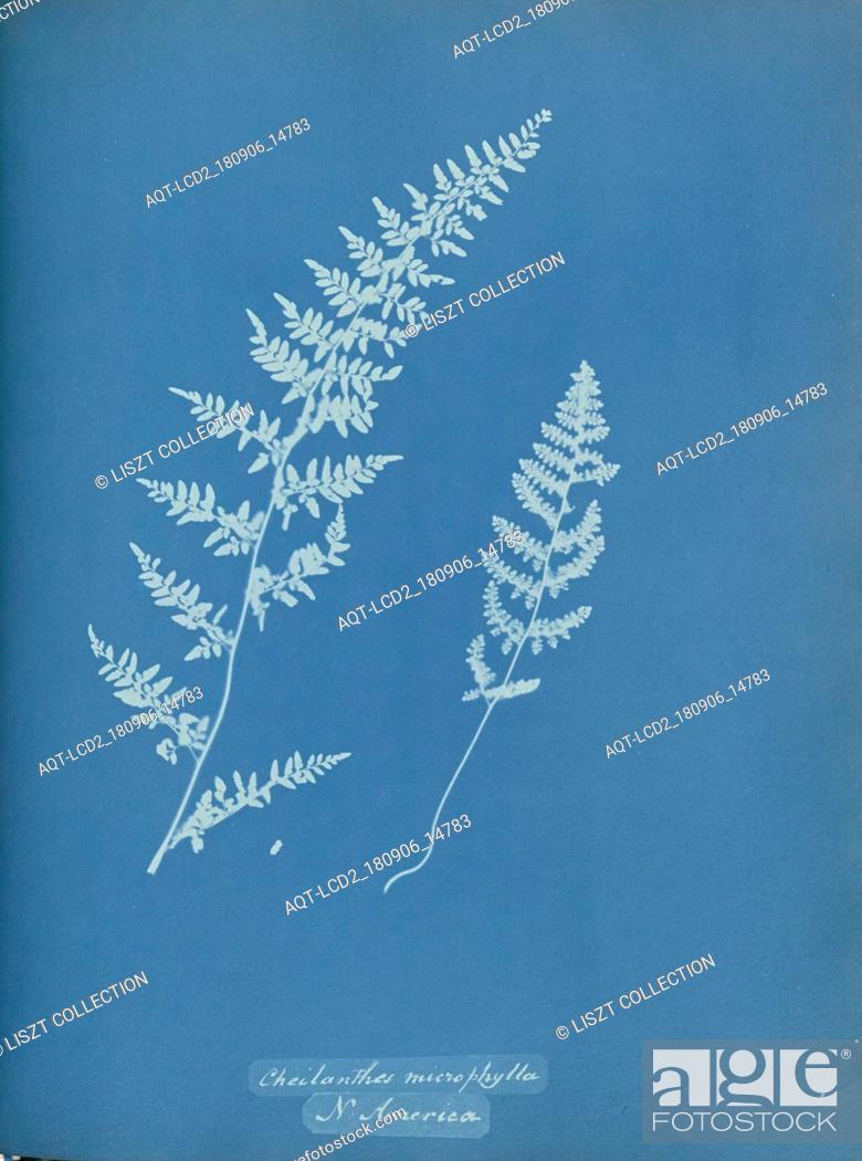 Stock Photo: Cheilanthes microphylla, N. America; Anna Atkins (British, 1799 - 1871); England; 1853; Cyanotype; 25.4 × 19.4 cm (10 × 7 5, 8 in.).