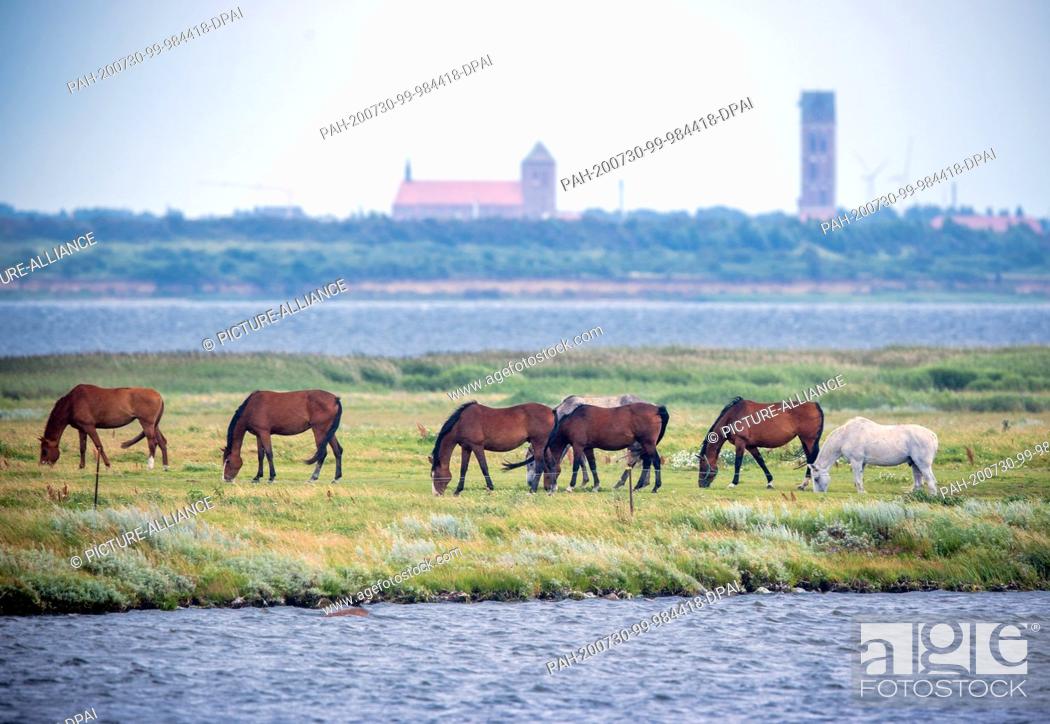 Stock Photo: 28 July 2020, Mecklenburg-Western Pomerania, Fährdorf: Horses graze on a small headland in Wismar Bay against the backdrop of the Hanseatic city.