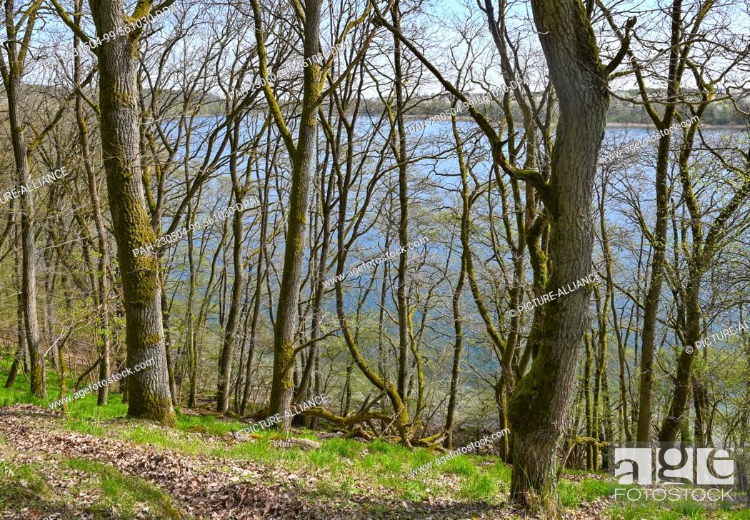 Stock Photo: 01 May 2023, Mecklenburg-Western Pomerania, Carwitz: Spring in the book forest ""Hullerbusch"" with a view to the lake Zansen in the nature park ""Feldberger.
