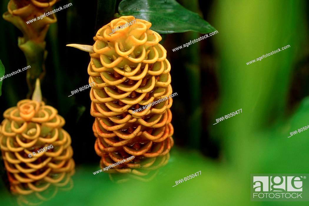 Stock Photo: Beehive Ginger (Zingiber spectabile), inflorescences.