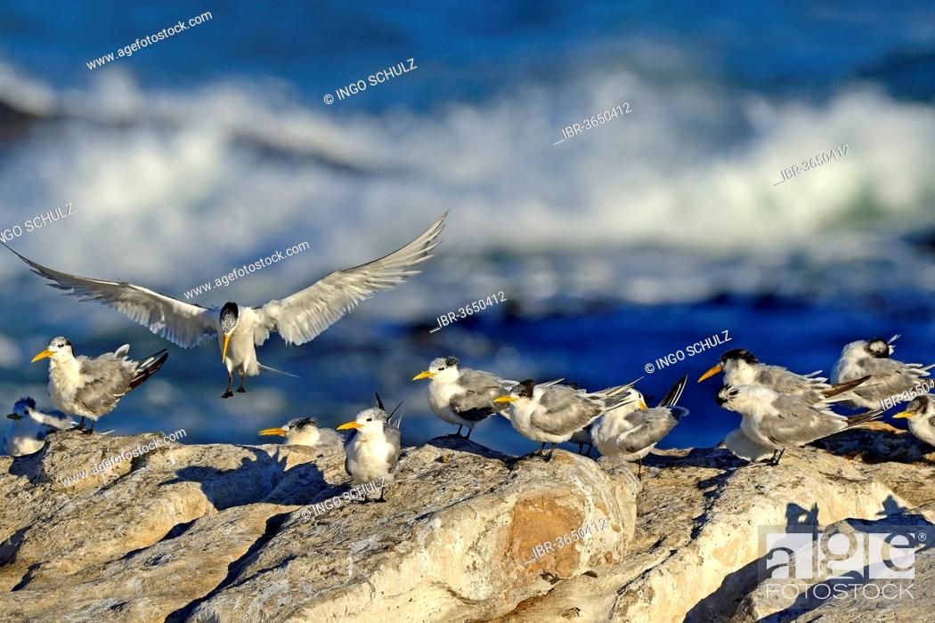 Stock Photo: Greater Crested Terns or Swift Terns (Thalasseus bergii), Bird Island, Lambert's Bay, Western Cape, South Africa.