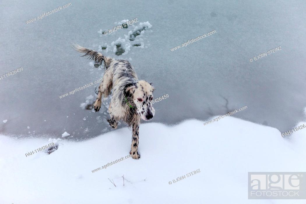Stock Photo: English setter ""Rudy"" runs on 03.02. 2019 over its frozen and snowy pond in Stara Lysa, (Czech Republic). Rudy was born in early January 2017.