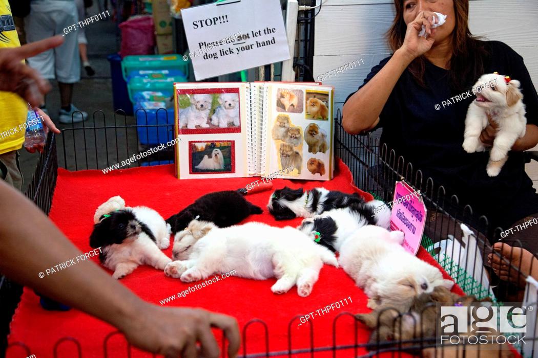 PUPPIES FOR SALE, CHATUCHAK WEEKEND MARKET, THE BIGGEST MARKET IN ASIA  SPREADING OVER 30 ACRES, Stock Photo, Picture And Rights Managed Image.  Pic. GPT-THPF0111 | agefotostock