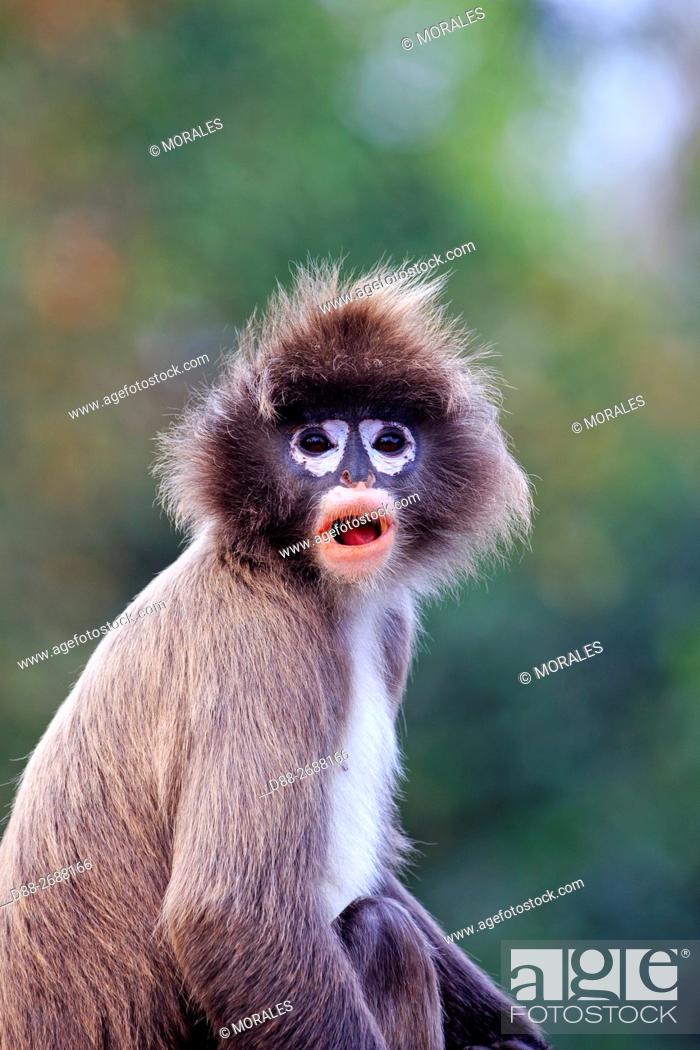 South east Asia, India, Tripura state, Phayre's leaf monkey or Phayre's  langur (Trachypithecus..., Stock Photo, Picture And Rights Managed Image.  Pic. D88-2688166 | agefotostock