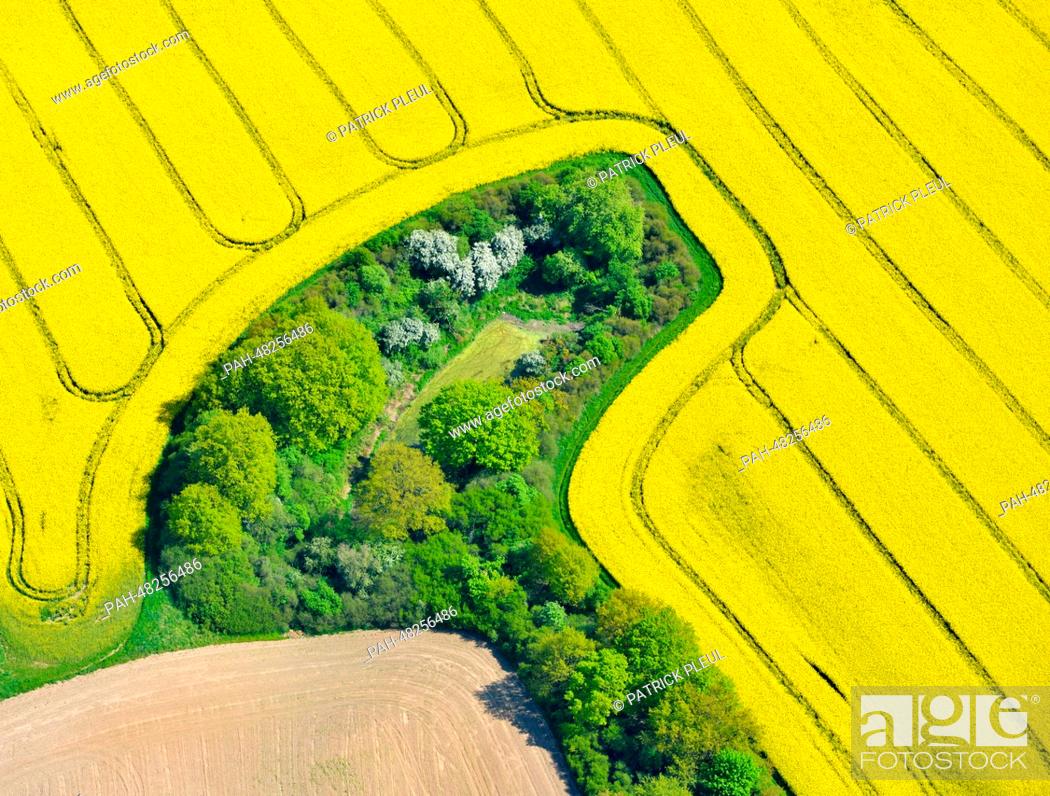 Stock Photo: Aerial view of a field of blossoming canola in Muencheberg, Germany, 29 April 2014. Photo: Patrick Pleul/ZB | usage worldwide.