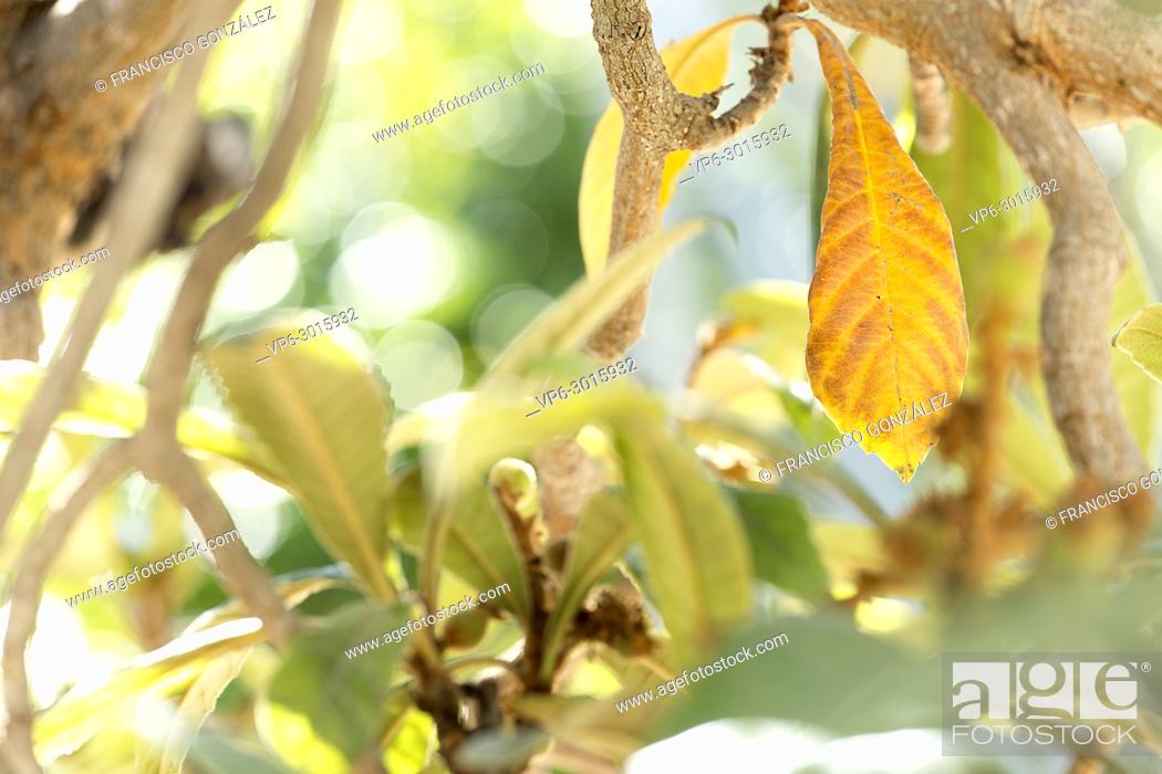 Stock Photo: Medlar leaves in winter the fruits are born. Horizontal shot with natural light.