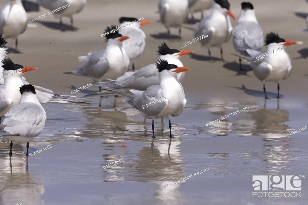 Imagen: Central America, Mexico, Baja California Sur, Puerto San Carlos, Magdalena Bay (Madelaine Bay), . Royal tern (Thalasseus maximus), group on the beach.