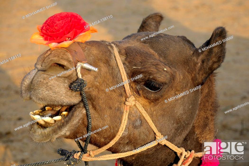 Stock Photo: Flower on camel nose ; Pushkar fair ; Rajasthan ; India.