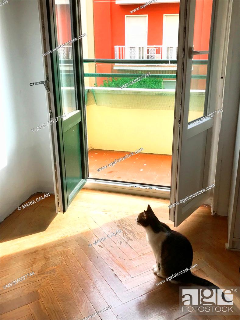 Stock Photo: Cat sitting by an open window.